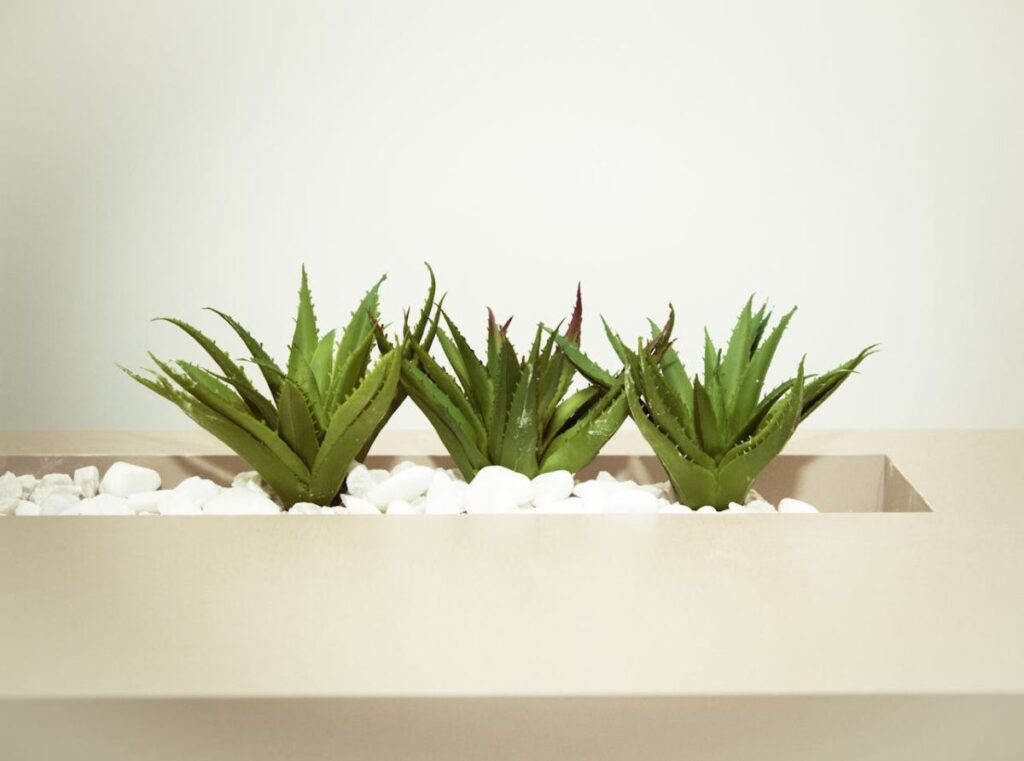 Aloe Vera Blätter einpflanzen