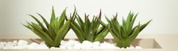 Aloe Vera Blätter einpflanzen