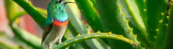 Aloe Vera Rezept