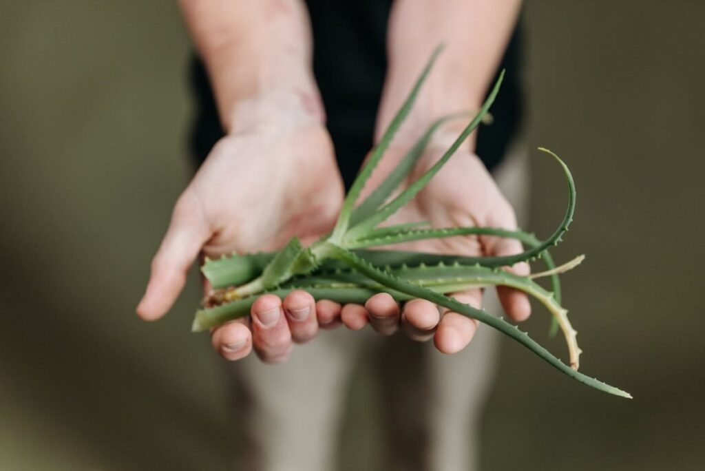Aloe Vera verarbeiten