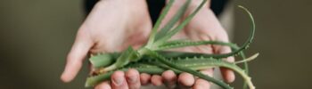 Aloe Vera verarbeiten