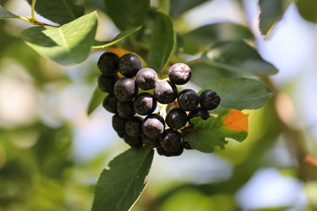 Frische Aroniabeeren