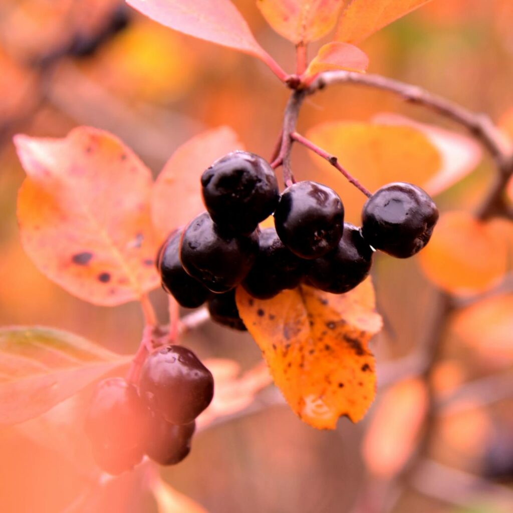 Aronia Beeren trocknen