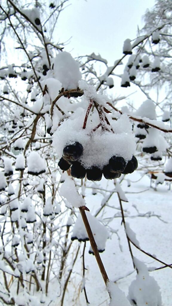 Aronia Beeren einfrieren