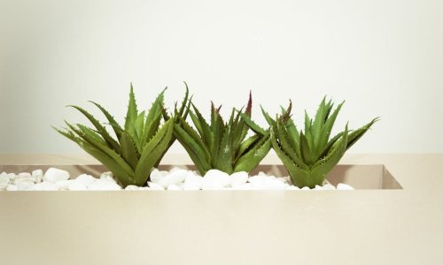 Aloe Vera Blätter einpflanzen