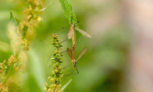 Ätherisches Öl gegen Mücken