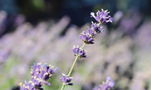 Lavendelblüte vor dem Lavendelfeld