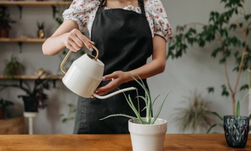 was kann man aus aloe vera machen