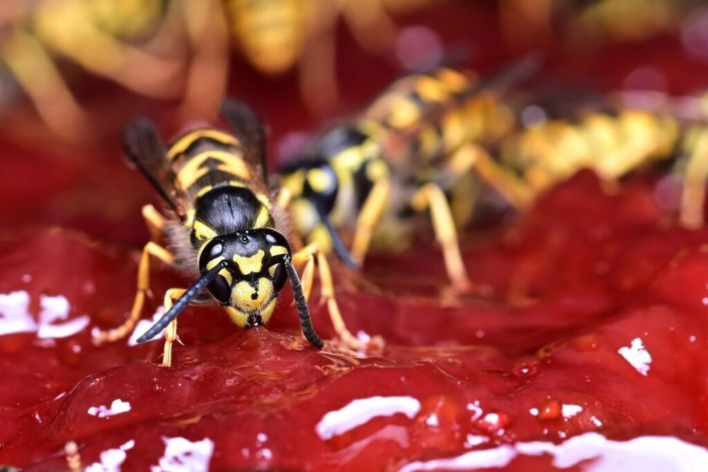 Ätherisches Öl gegen Mücken und Wespen