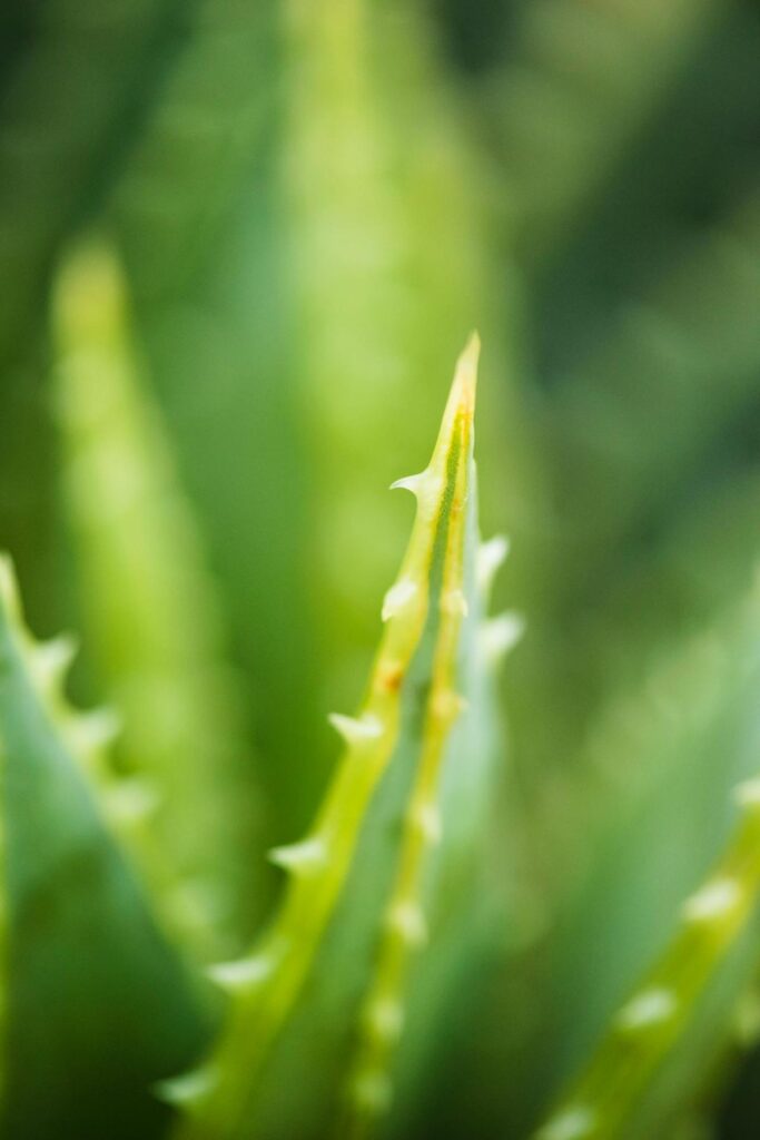 Aloe Vera Rezept